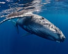 Rare Underwater Footage Captures Humpback Whale with Stillborn Calf Off Australian Coast
