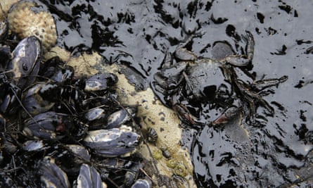 California mussels and a crab are covered in oil at Refugio state beach on Thursday.