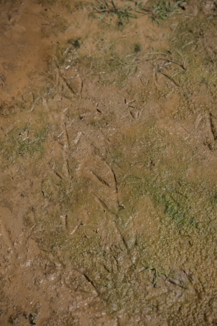 Bird footprints seen on the riverbank
