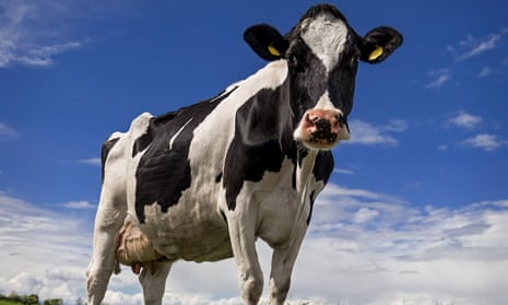 Holstein cow against a blue sky