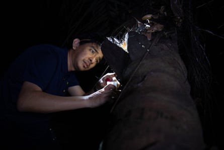A Filipino in the dark looking for insects on the bark of a tree using a head torch