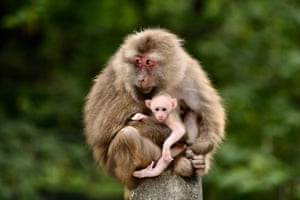 Um macaco e seu bebê no Monte Wuyi, na província de Fujian, sudeste da China. A área é um habitat para um grande número de vida selvagem e de enorme importância para a conservação da biodiversidade