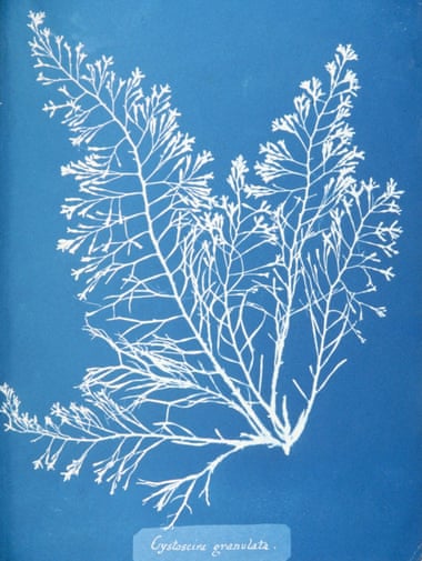 Cyanotype Cystoseira granulata seaweed.