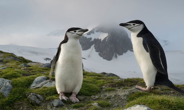 Alarm over collapse of chinstrap penguin numbers 2413