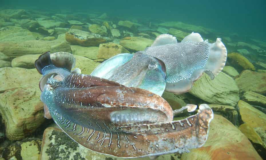 Giant Australian cuttlefish off the South Australian coast.