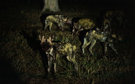 Wild dogs are safely released after translocation to Majete wildlife reserve in Malawi.