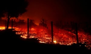 A vineyard burns overnight in Thousand Oaks