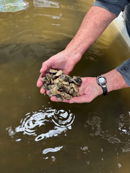 A person checks on oysters growing in a tank.