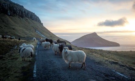 Sheep at sunset on west coast of Streymoy island