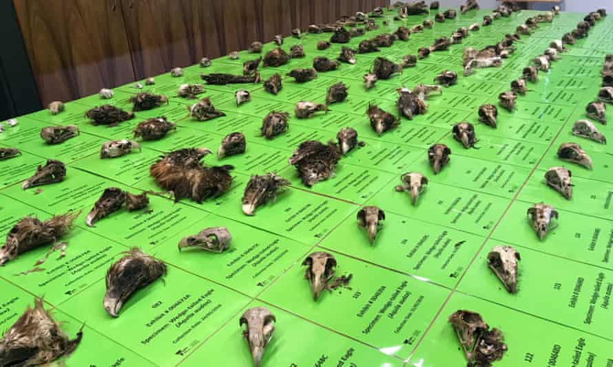 the skulls of wedge-tailed eagles found on a rural property in the snowy mountains