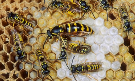 Common wasp (vespula vulgaris) queen and workers in their nest.