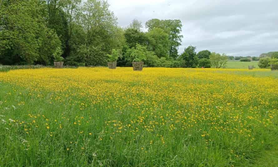 Lacock Abbey - wildflower meadow