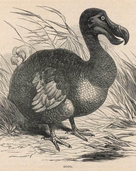 Dodo, eagle, sparrow … the 10 birds that changed the world for ever ...