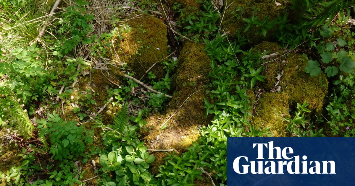 Country diary: A revelation among the ‘clints and grikes’ of my limestone seat