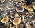 Strange trip: why Trump is backing psychedelics – podcast