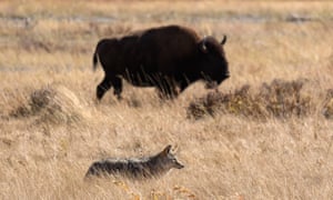 Un coyote e un bisonte in Lamar Valley, parco nazionale di Yellowstone.