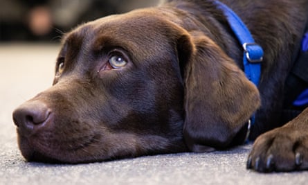 A brown labrador with a blue collar is lying on the floor resting its head down and looking up
