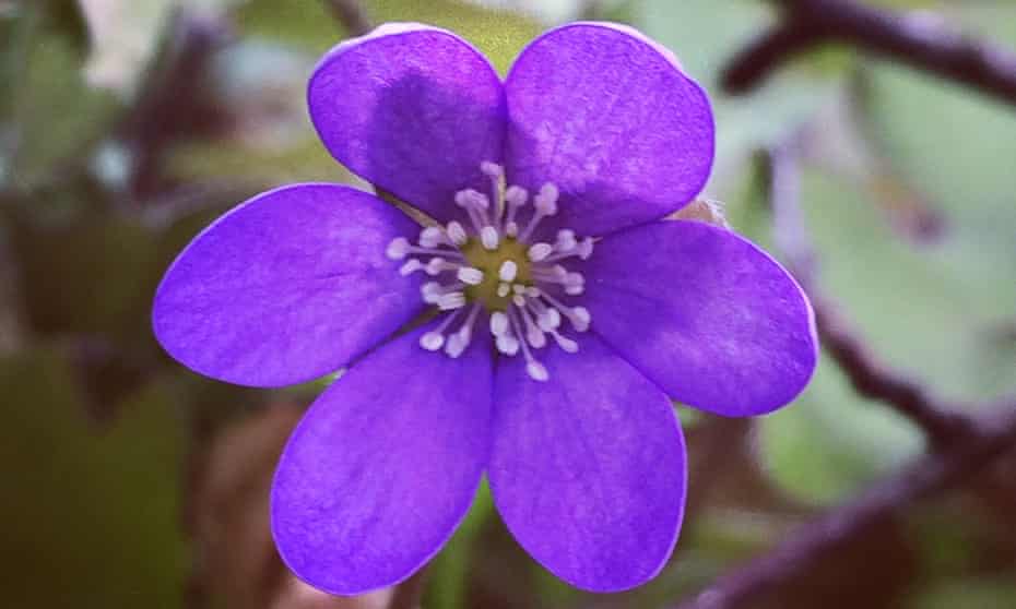 Season’s greeting: hepatica, half-hidden in the hedges, is a sure sign of spring 