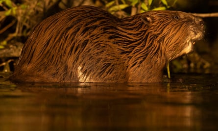 The re-introduction of beavers to the countryside has many benefits, say researchers, while the dams they build can have an enormous impact on disappearing wetlands.