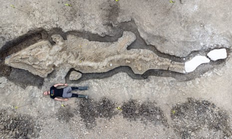 An overhead view of the ichthyosaur skeleton