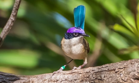 A male purple-crowned fairy wren