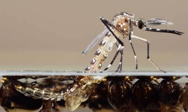 A genetically modified mosquito emerges from its pupa.