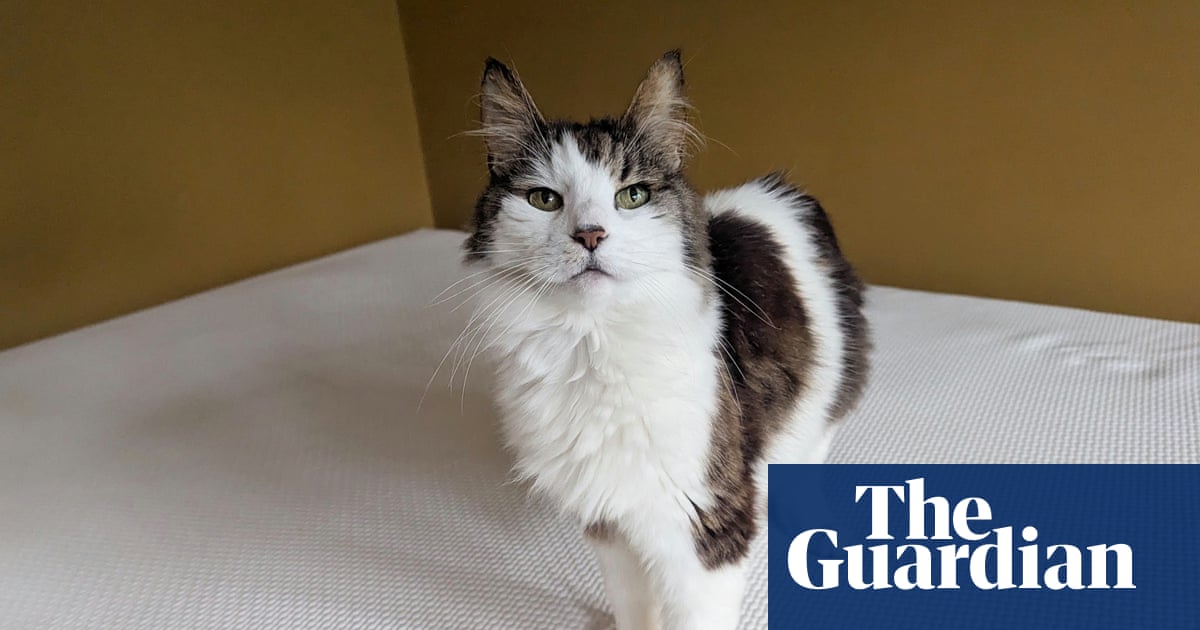 I spent months testing insomnia cures then grieving for a pet made sleep impossible
