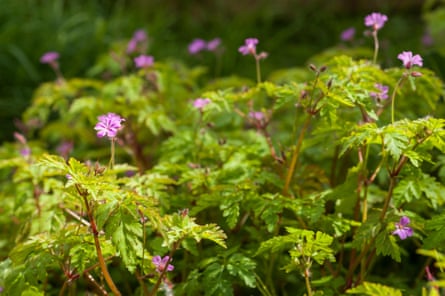 Herba robert (Geranium robertianum)