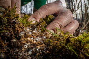 A close up of the hands of a volunteer naturalist holding moss back to show the eggs of a four-toed salamander