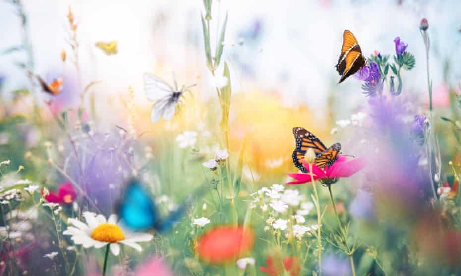 Butterflies in a meadow