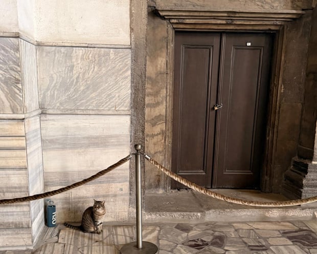 A cat in the Hagia Sophia, Istanbul