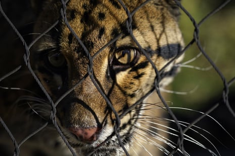 Closeup on the face of a leopard staring through the wire mesh of its cage.