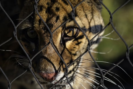 Dallas zoo closes after clouded leopard escapes its enclosure | Dallas