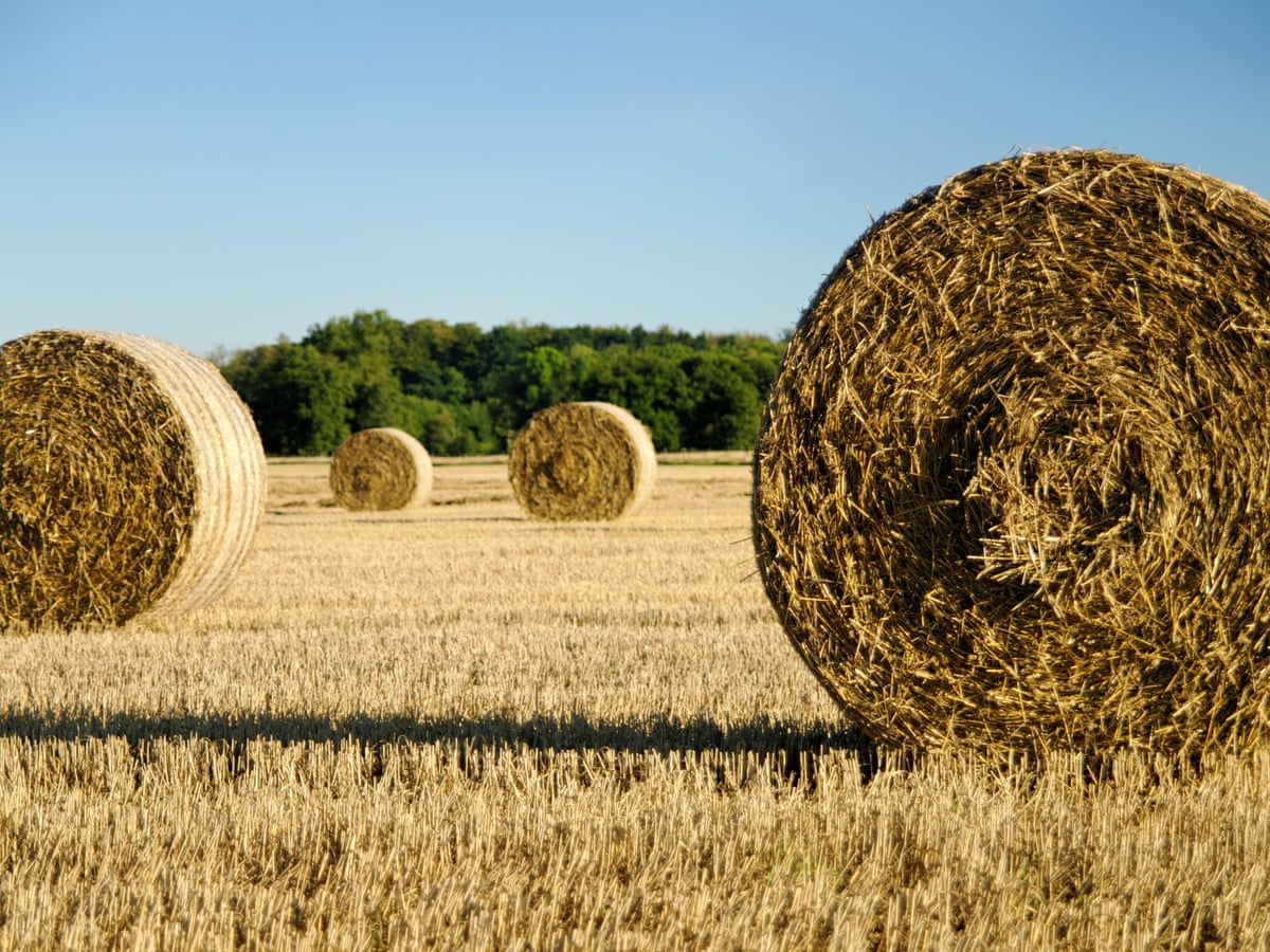 Victorian Farmer Dies After Being Trapped In Hay Baler For 36 Hours Rural Australia The Guardian Victorian Farmer Dies After Being Trapped In Hay Baler For 36 Hours Rural Australia The Guardian
