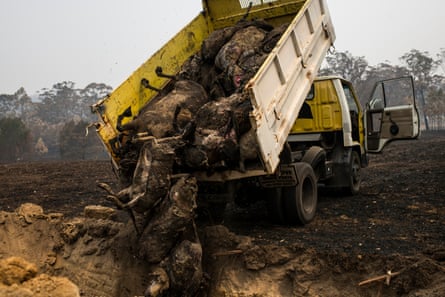 Dead sheep that were collected using earth-moving equipment are moved by tip-truck and buried in a mass grave on the property in Cobargo on the New South Wales south coast, which was destroyed by fire on New Year’s Day.