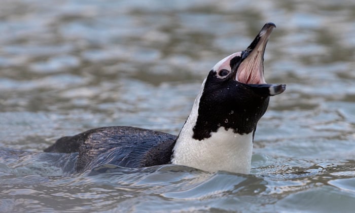 the guardian - /jackass-penguin-call-shares-traits-of-human-speech-scientists-say https://www.theguardian.com/science/2020/feb/05/jackass-penguin-call-shares-traits-of-human-speech-scientists-say