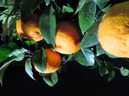 Orange tree, illuminated by night