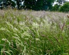 Country diary: Listen closely, as the breeze scrolls through June’s playlist | Paul Evans