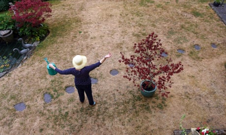 A gardener on her parched lawn in Telford, Shropshire