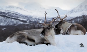 Reindeer at Polar Park