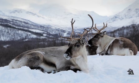 Reindeer at Polar Park
