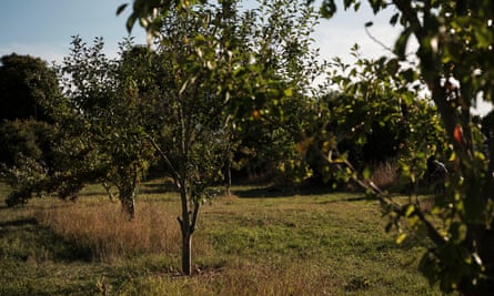 Overton orchard