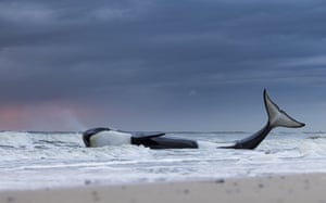 A beached orca. Lying on its side in the surf