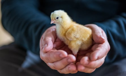 Chick being raised for meat at a farm in Somerset