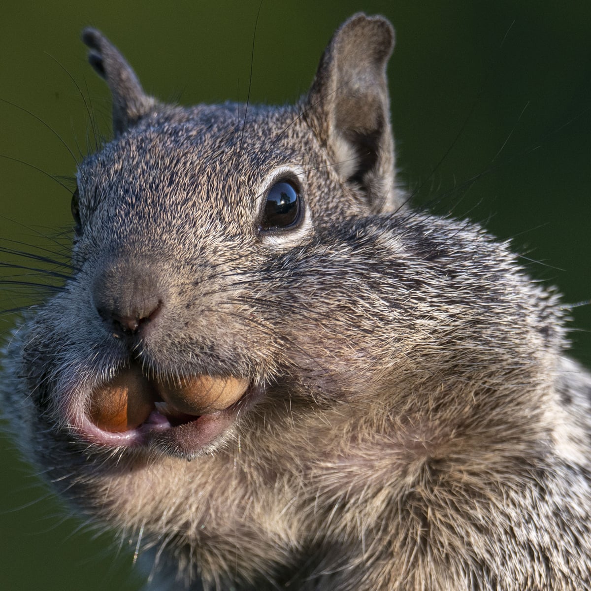 Squirrels have human-like personality traits, says study | Wildlife | The  Guardian