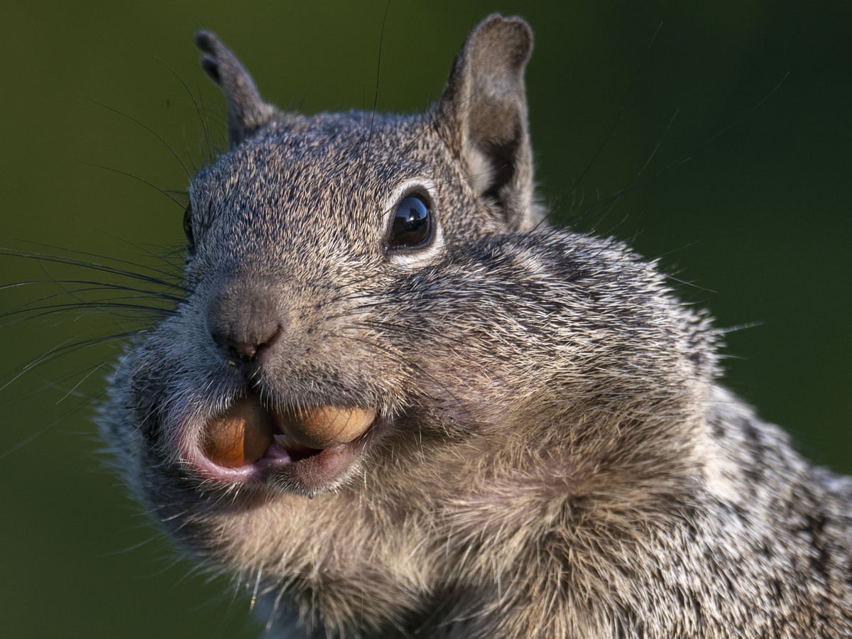 Squirrels have human-like personality traits, says study | Wildlife | The Guardian