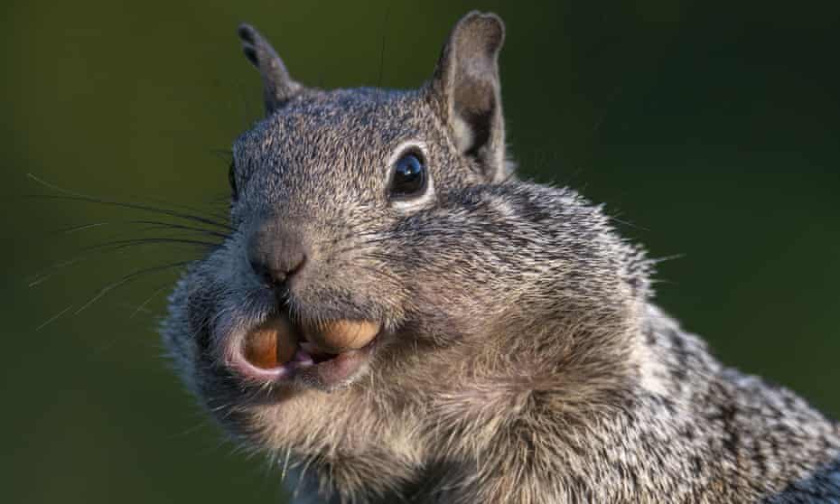 According to the research, some squirrels are more outgoing than others.