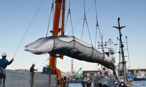 A minke whale is landed at a port in Kushiro on Japan’s northernmost main island of Hokkaido in 2017.
