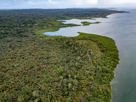 Unspoilt green coastline of mangroves and palm trees