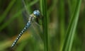 A Dragonfly